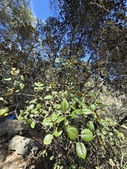 (c) Aurelijus Narbutas, some rights reserved (CC BY) Quercus alnifolia, photograph (c) Aurelijus Narbutas, some rights reserved (CC BY)