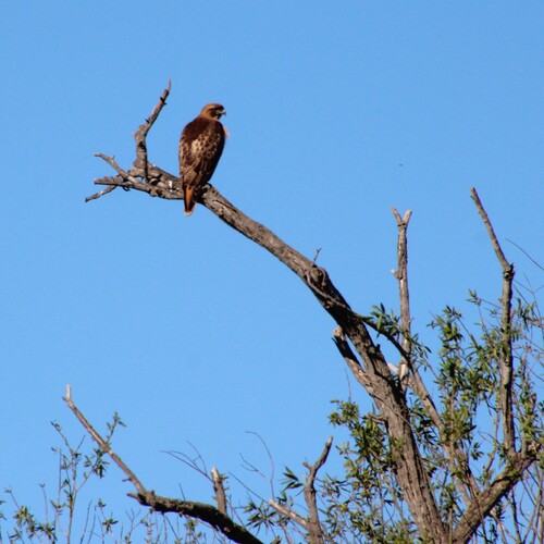 iNaturalist observation photo of Red-tailed Hawk