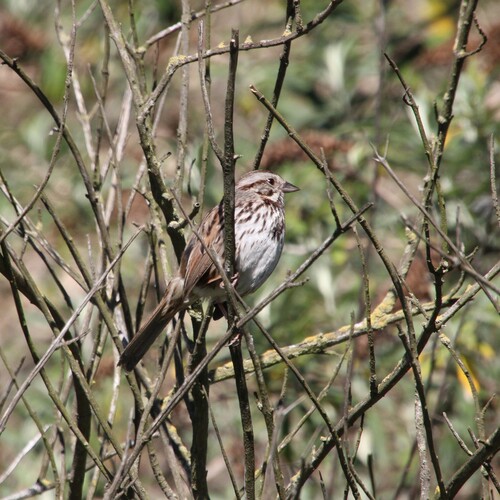 iNaturalist observation photo of Song Sparrow