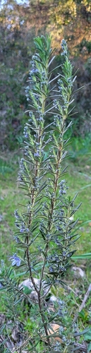 Avistamiento Salvia rosmarinus