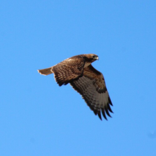iNaturalist observation photo of Red-tailed Hawk