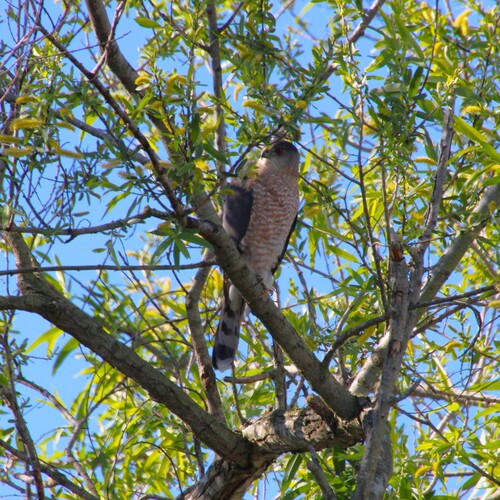 iNaturalist observation photo of Cooper's Hawk