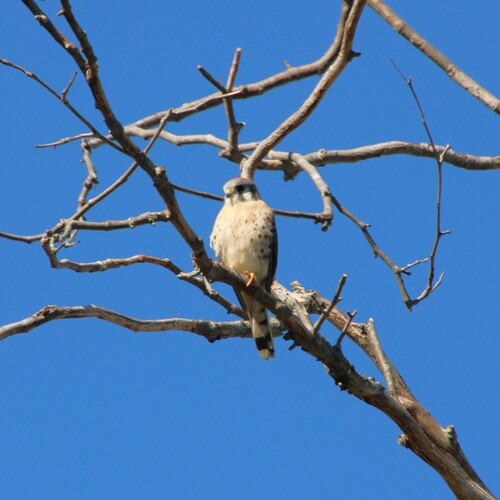 iNaturalist observation photo of American Kestrel