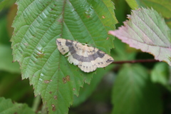 Apodrepanulatrix liberaria