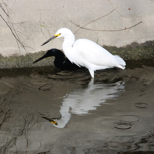 iNaturalist observation photo of Snowy Egret