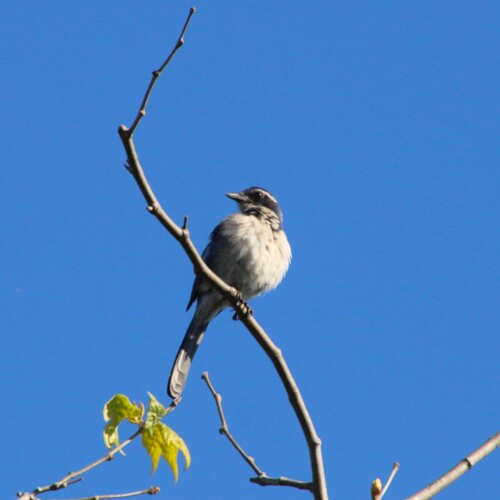 iNaturalist observation photo of California Scrub-Jay