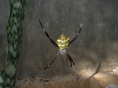 Argiope modesta