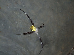 Argiope modesta