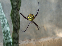 Argiope modesta