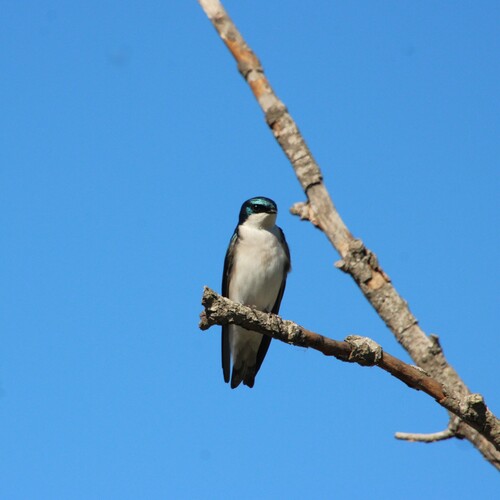 iNaturalist observation photo of Tree Swallow