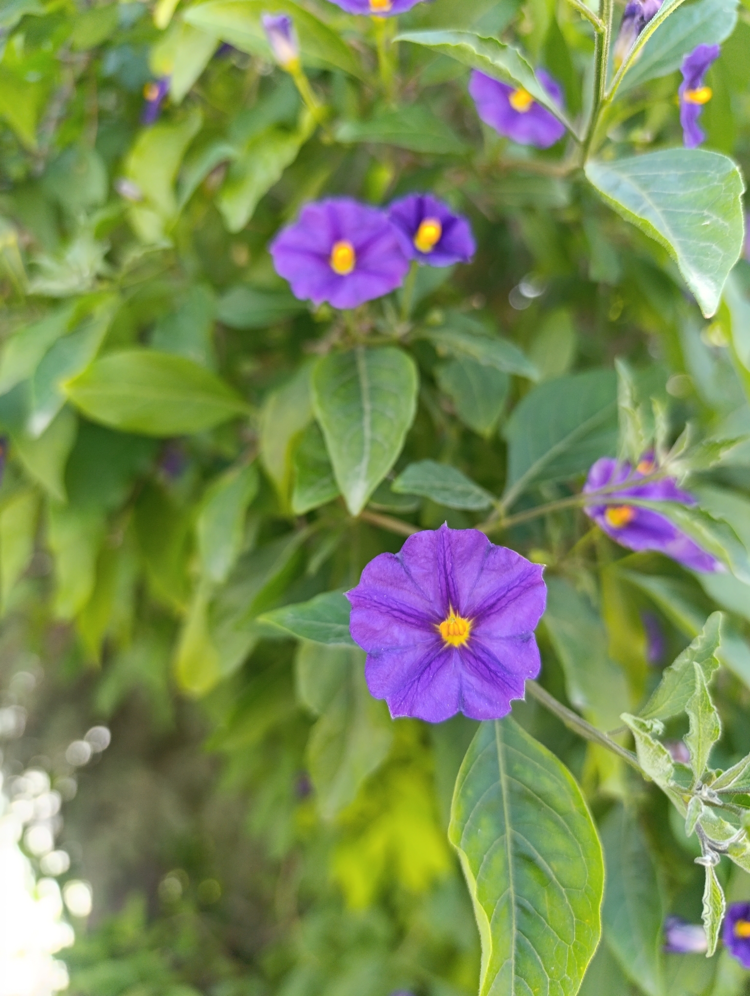 Blue Potato Bush (Lycianthes rantonnetii)