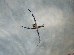 Argiope modesta
