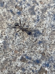 Aphaenogaster senilis