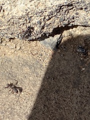 Aphaenogaster senilis