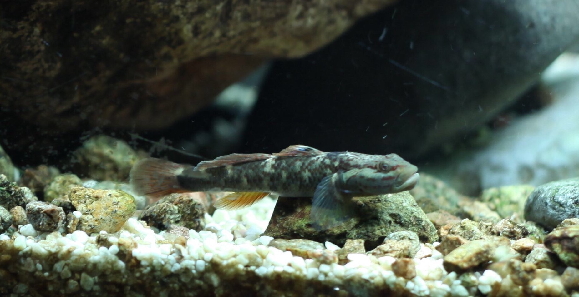 https://inaturalist-open-data.s3.amazonaws.com/photos/61783691/original.jpg