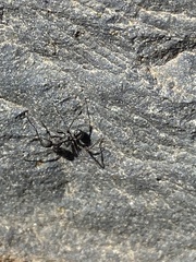 Aphaenogaster senilis