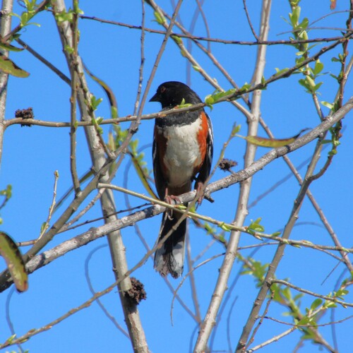 iNaturalist observation photo of Spotted Towhee