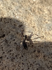 Aphaenogaster senilis