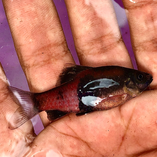 Melon barb (Haludaria fasciata) — Cyprinidae