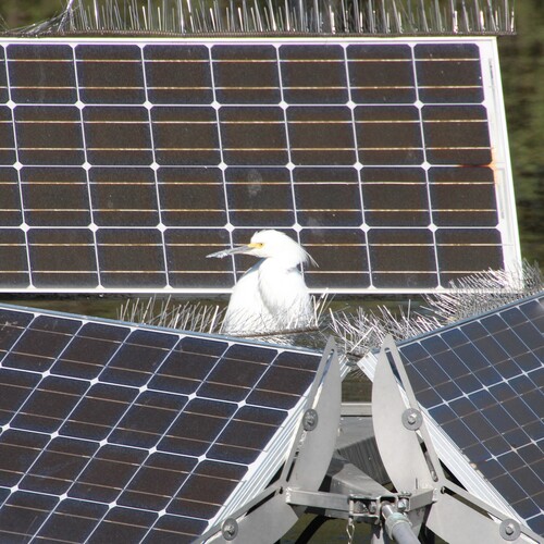 iNaturalist observation photo of Snowy Egret