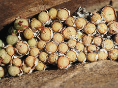 Conophytum truncatum