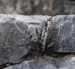 Notholaena greggii