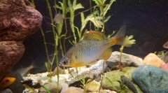 Rhodeus