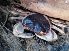 Geograpsus grayi
