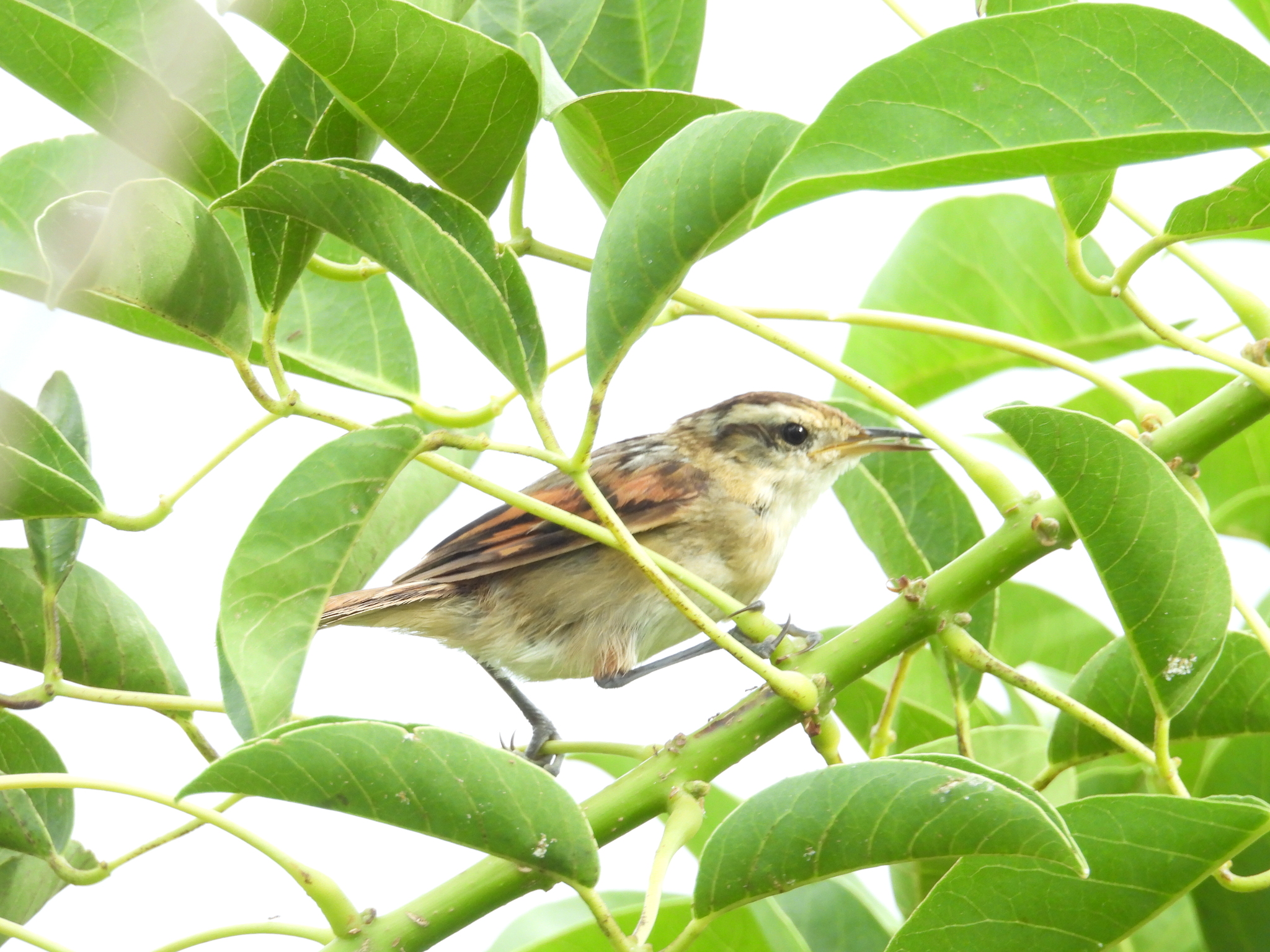 Wren-like Rushbird (Phleocryptes melanops), photo 10