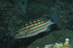 Lutjanus decussatus