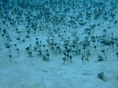 Penicillus dumetosus