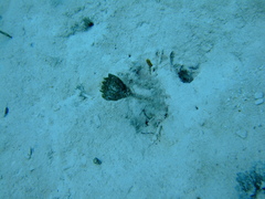 Penicillus dumetosus