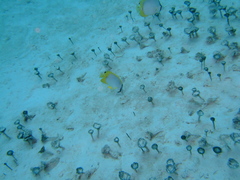Penicillus dumetosus