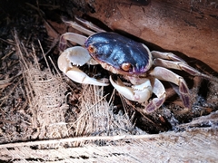 Geograpsus grayi