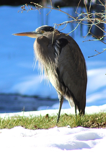 Great Blue Heron photographed in Idaho