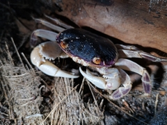 Geograpsus grayi