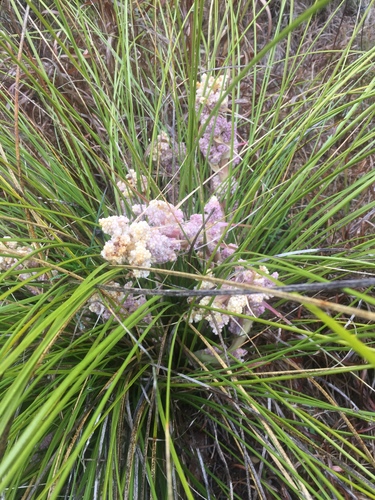 Nolina texana