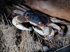 Geograpsus grayi