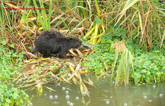 Myocastor coypus