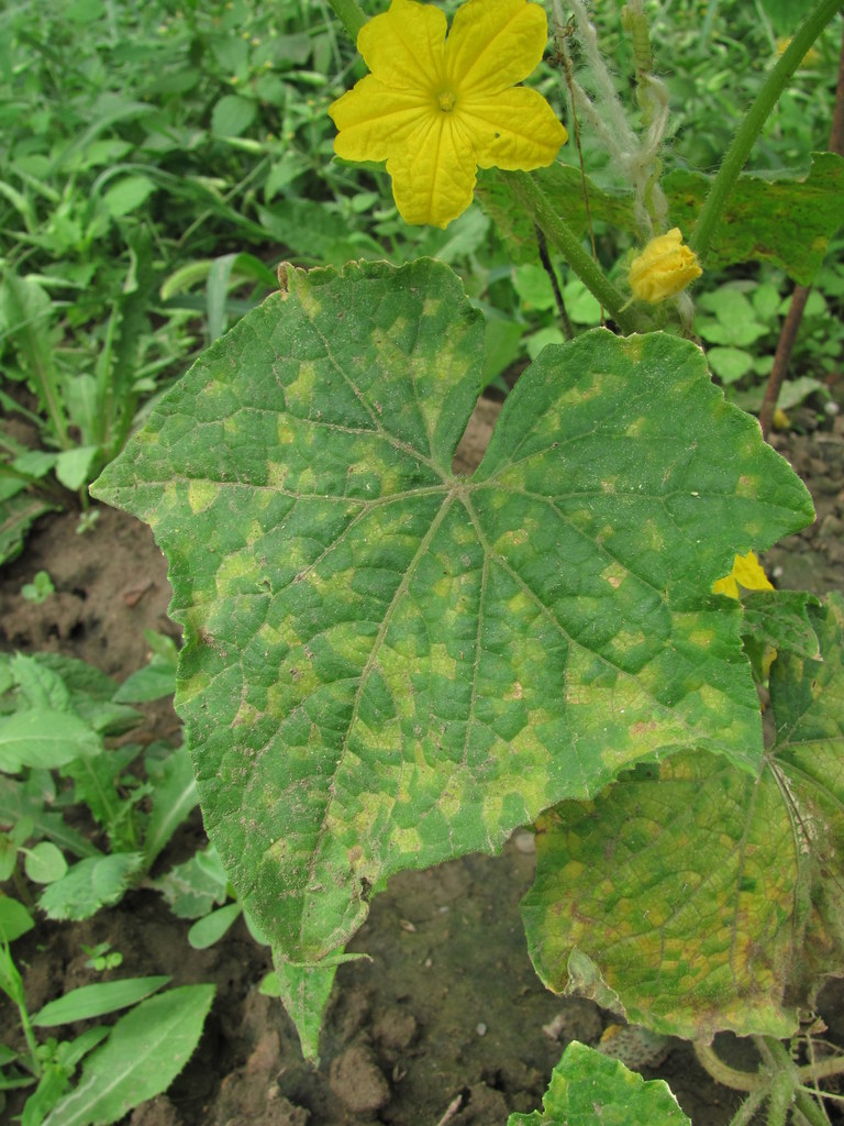 Pseudoperonospora