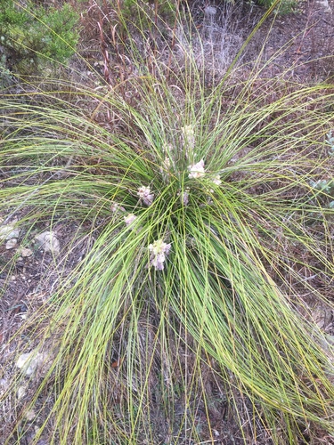 Nolina texana