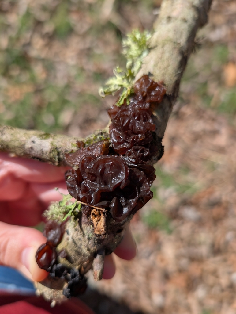 Exidia crenata · February 2026 · photo: © quriositie (iNaturalist, cc-by)