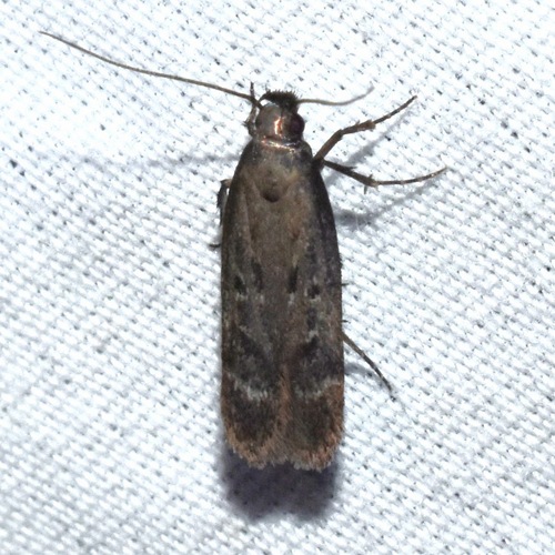 Gelechia albisparsella photo 2