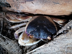Geograpsus grayi