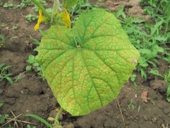 Pseudoperonospora cubensis