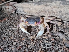 Geograpsus grayi