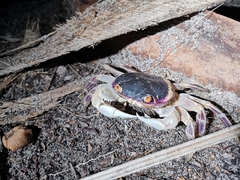 Geograpsus grayi