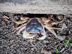 Geograpsus grayi