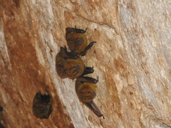 Artibeus jamaicensis yucatanicus