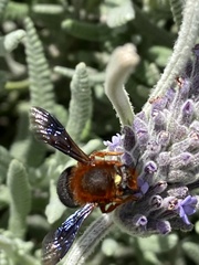 Megachile sicula